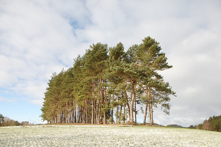 Bäume &ndash; (18.01.2019, U. Buescher &copy;&nbsp;VGN GmbH)
