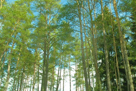 Verschneiter Wald &ndash; (18.01.2019, U. Buescher &copy;&nbsp;VGN GmbH)