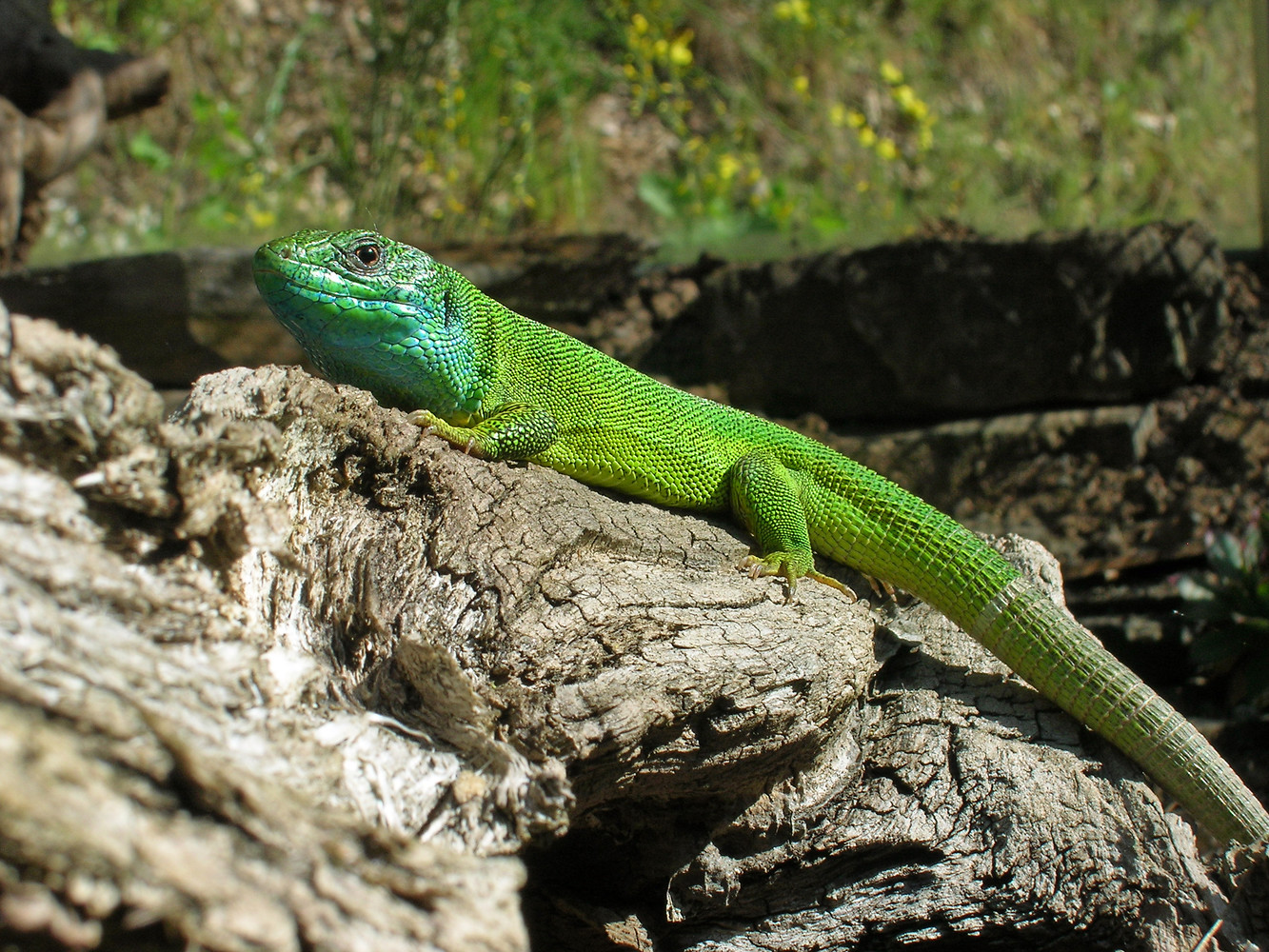 Smaragdeidechse &ndash;  (Naturhistorische Gesellschaft &copy;&nbsp;Naturhistorische Gesellschaft)