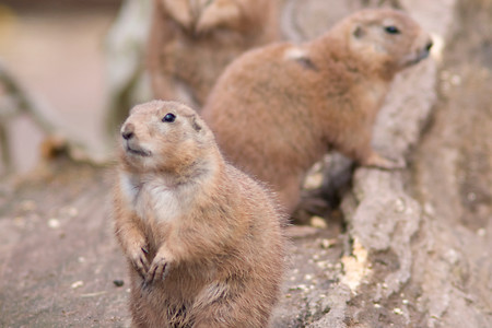 Im Nürnberger Tiergarten &ndash; (20.04.2008, Birgit Fuder &copy;&nbsp;2008 Birgit Fuder/Stadt Nuernberg)