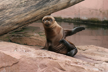 Im Nürnberger Tiergarten &ndash; (26.08.2005, Uli Kowatsch &copy;&nbsp;2005 Uli Kowatsch/CTZ Nuernberg)