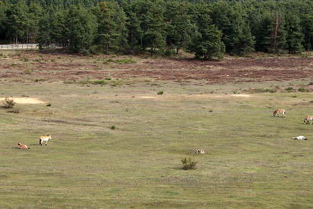 Wildpferde Panorama &ndash; (31.03.2010, Landkreis ERH &copy;&nbsp;Landkreis ERH)