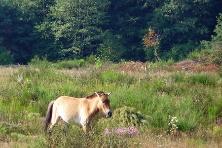 Urwildpferd im Tennenloher Forst &ndash; (30.08.2013, Landkreis ERH &copy;&nbsp;Landkreis ERH)