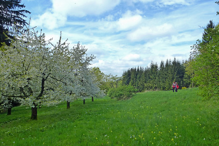 Kirschblüte am Hetzleser Berg &ndash; (21.04.2014, VGN &copy;&nbsp;VGN GmbH)