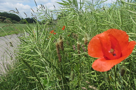 Am Zenntalradweg &ndash; (10.07.2016, schreibwerk &copy;&nbsp;schreibwerk)