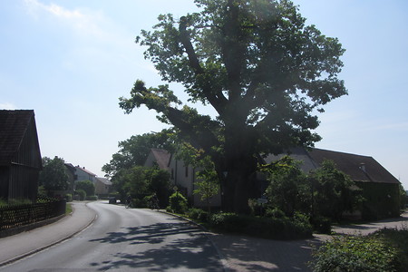 Alte Eiche - Naturschutz &ndash; (10.07.2016, schreibwerk &copy;&nbsp;schreibwerk)