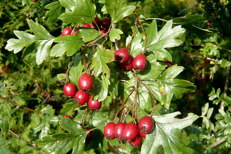 Weißdorn &ndash; (08.10.2010, VGN &copy;&nbsp;VGN GmbH)