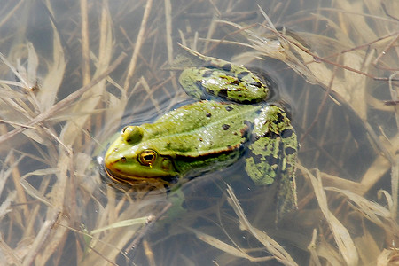 Frosch im Wasser &ndash; (VGN &copy;&nbsp;VGN GmbH)