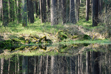 Im Wald vor Poppenwind &ndash; (13.04.2009, VGN &copy;&nbsp;VGN GmbH)