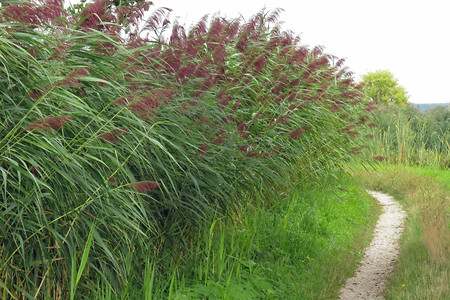 Schilfdickicht &ndash; (28.08.2013, up3 &copy;&nbsp;up3)