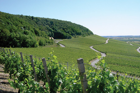 Im Weinparadies (EN) &ndash; (VGN &copy;&nbsp;VGN GmbH)