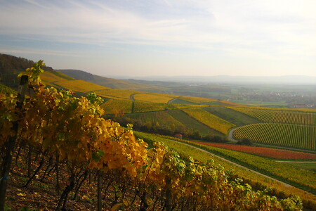 Herbstimpressionen &ndash; (TI Iphofen &copy;&nbsp;Tourist Information Iphofen)