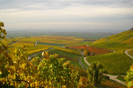 Weinberge im Herbst &ndash; (TI Iphofen &copy;&nbsp;Tourist Information Iphofen)
