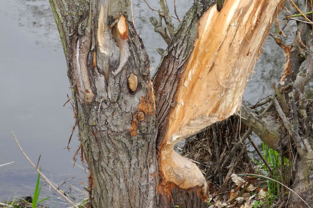 Auf den Spuren ansässiger Biber &ndash; (14.04.2012, VGN &copy;&nbsp;VGN GmbH)