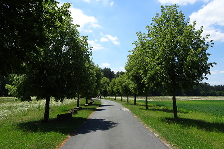 Durch die Allee &ndash; (20.06.2018, VGN S.Dassler &copy;&nbsp;VGN GmbH)