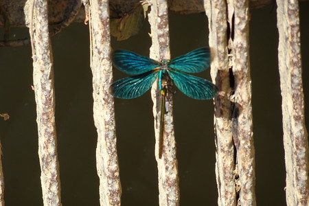 Libelle am Wehr &ndash; (20.06.2018, VGN S.Dassler &copy;&nbsp;VGN GmbH)