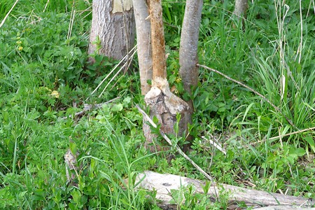 Biberbiss &ndash; (19.02.2018, VGN &copy;&nbsp;VGN GmbH)