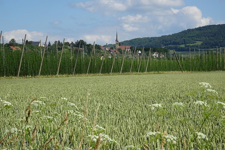 Hopfenfelder &ndash; (20.06.2018, VGN S.Dassler &copy;&nbsp;VGN GmbH)