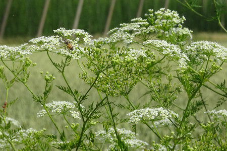 Insekt &ndash; (20.06.2018, VGN S.Dassler &copy;&nbsp;VGN GmbH)