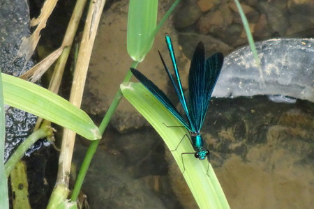 Libelle am Bach &ndash; (20.06.2018, VGN S.Dassler &copy;&nbsp;VGN GmbH)