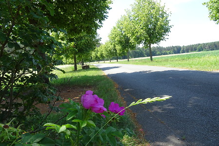 Weg hinaus &ndash; (20.06.2018, VGN S.Dassler &copy;&nbsp;VGN GmbH)