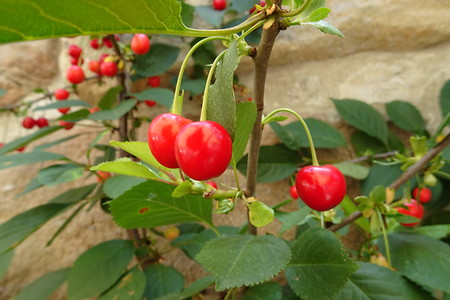 Kirschen &ndash; (20.06.2018, VGN S.Dassler &copy;&nbsp;VGN GmbH)