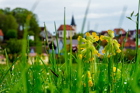 Schlüsselblume &ndash; (13.05.2021, U. Buescher &copy;&nbsp;VGN GmbH)