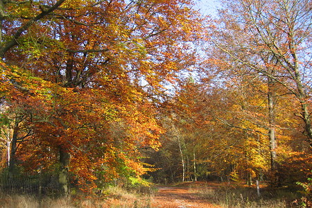 Bunter Baumbestand im Waldgebiet des Kehrenbergs &ndash; (VGN &copy;&nbsp;VGN GmbH)