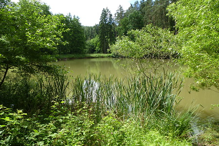 Weiherkette &ndash; (18.06.2016, VGN &copy;&nbsp;VGN GmbH)