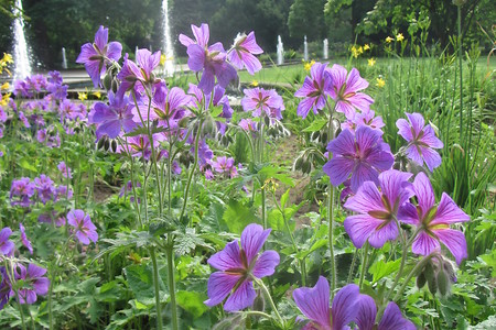 Stadtpark Fürth &ndash; (20.08.2016, schreibwerk &copy;&nbsp;schreibwerk)