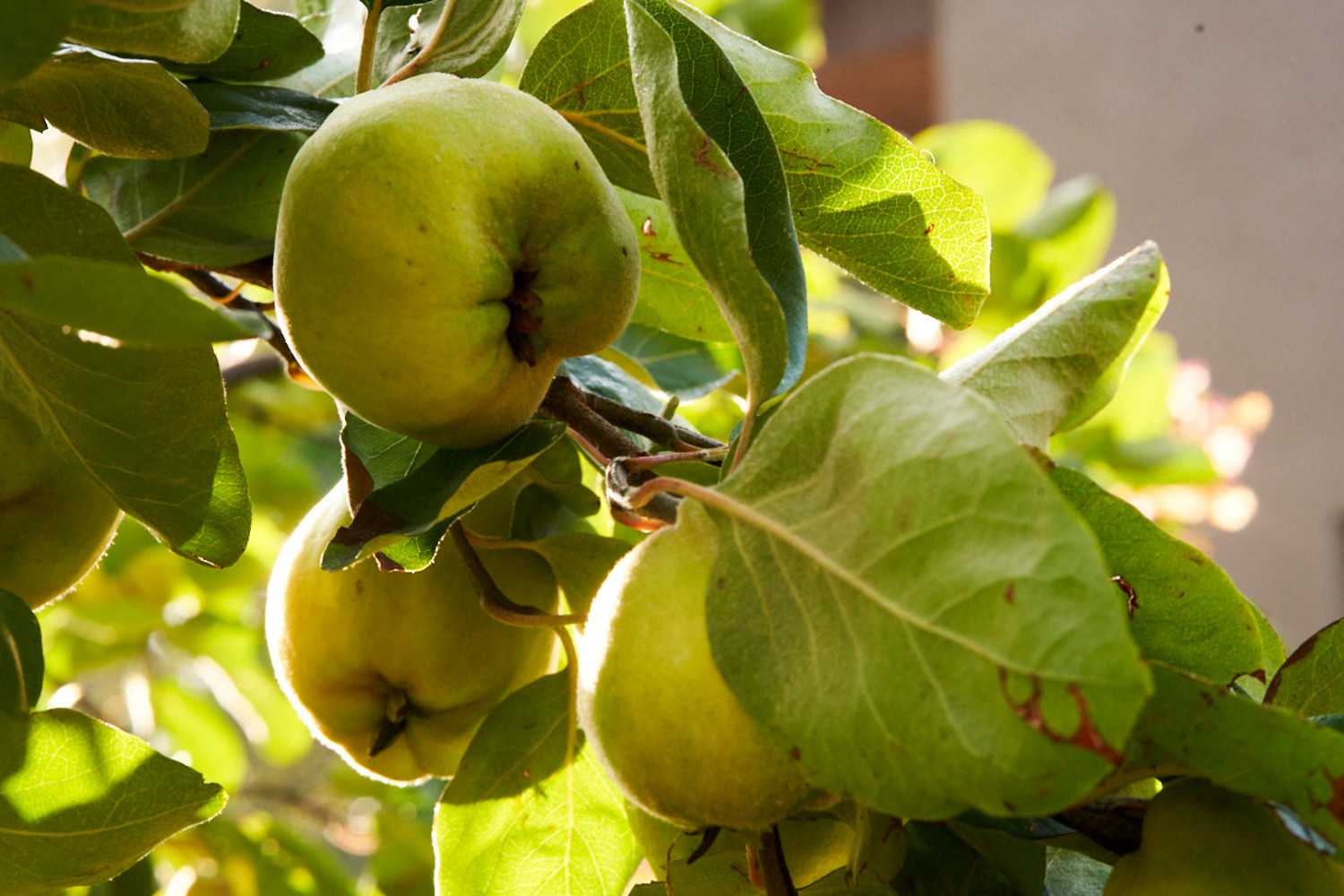 Apfelbäume am Wegesrand &ndash;  (&copy;&nbsp;VGN / Büscher)