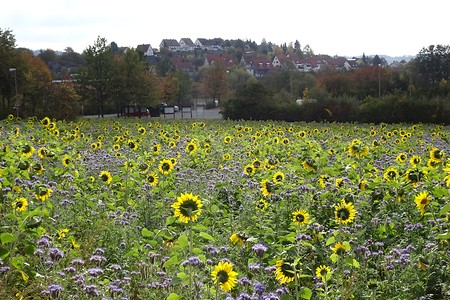 Sonnenblumenfeld &ndash; (09.07.2019, S. Dassler &copy;&nbsp;VGN GmbH)