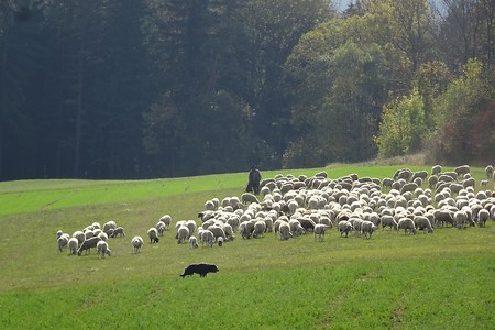 Schäfer vor Untersteinach &ndash; (09.07.2019, S. Dassler &copy;&nbsp;VGN GmbH)