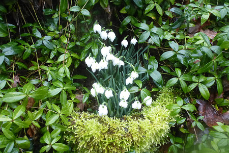 Frühlingsboten &ndash; (18.08.2016, VGN &copy;&nbsp;VGN GmbH)