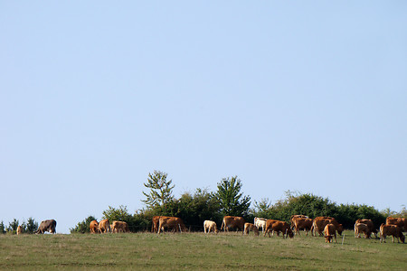 Viehherde auf der Hutung &ndash; (VGN &copy;&nbsp;VGN GmbH)
