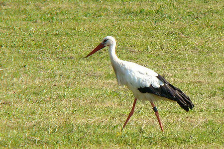 Storch &ndash; (VGN &copy;&nbsp;VGN GmbH)