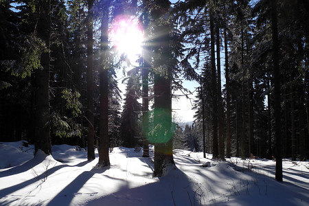 Lichtdurchfluteter Wald bei Fichtelberg &ndash; (VGN &copy;&nbsp;VGN GmbH)