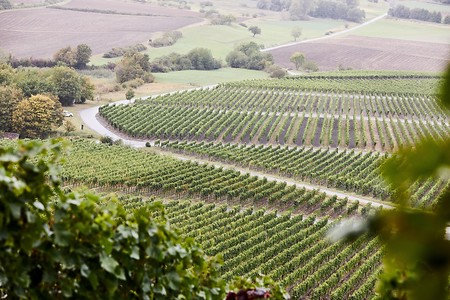 Weinland &ndash; (26.09.2021, Andrea Gaspar-Klein &copy;&nbsp;VGN GmbH)