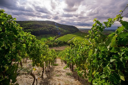 Weinland &ndash; (12.10.2020, U. Büscher &copy;&nbsp;VGN GmbH)