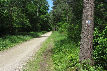 Weg durch ein Waldstück &ndash; (18.06.2016, schreibwerk &copy;&nbsp;schreibwerk)