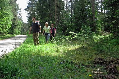 Nach dem Langwassergraben &ndash; (26.05.2016, VGN &copy;&nbsp;VGN GmbH)