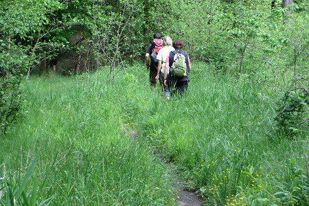 Waldpfad &ndash; (26.05.2016, VGN &copy;&nbsp;VGN GmbH)