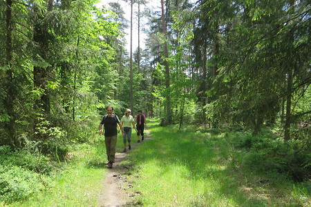 Pfad im Reichswald &ndash; (26.05.2016, VGN &copy;&nbsp;VGN GmbH)