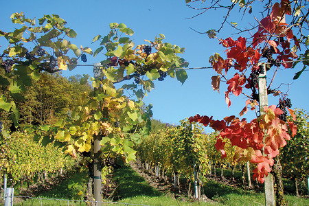 Herbst im Weinparadies Franken &ndash; (06.02.2018, Haßberge Tourismus im Naturpark Haßberge &copy;&nbsp;Haßberge Tourismus im Naturpark Haßberge)