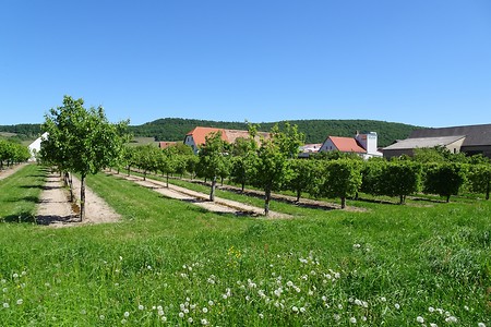 Obstgärten auf Weg &ndash; (05.06.2018, S. Dassler &copy;&nbsp;VGN GmbH)