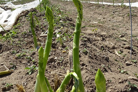 Spargelspitzen &ndash; (05.06.2018, S. Dassler &copy;&nbsp;VGN GmbH)