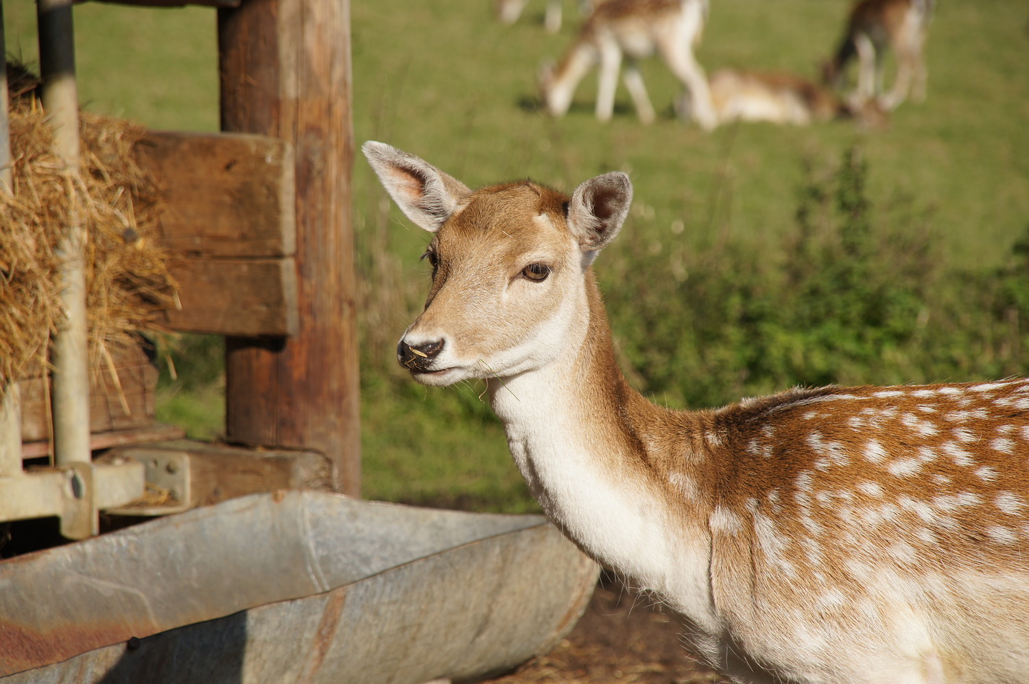 Reh an der Tränke &ndash;  (VGN &copy;&nbsp;VGN GmbH)