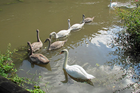 Schwanenfamilie auf der Pegnitz &ndash; (VGN &copy;&nbsp;VGN GmbH)