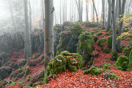 Eibgrat im Herbstnebel &ndash; (VGN &copy;&nbsp;VGN GmbH)