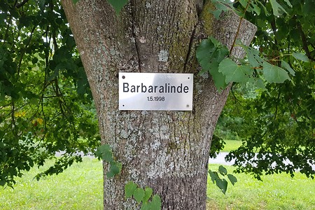 Barbaralinde auf dem Weg &ndash; (16.07.2019, S. Dassler &copy;&nbsp;VGN GmbH)